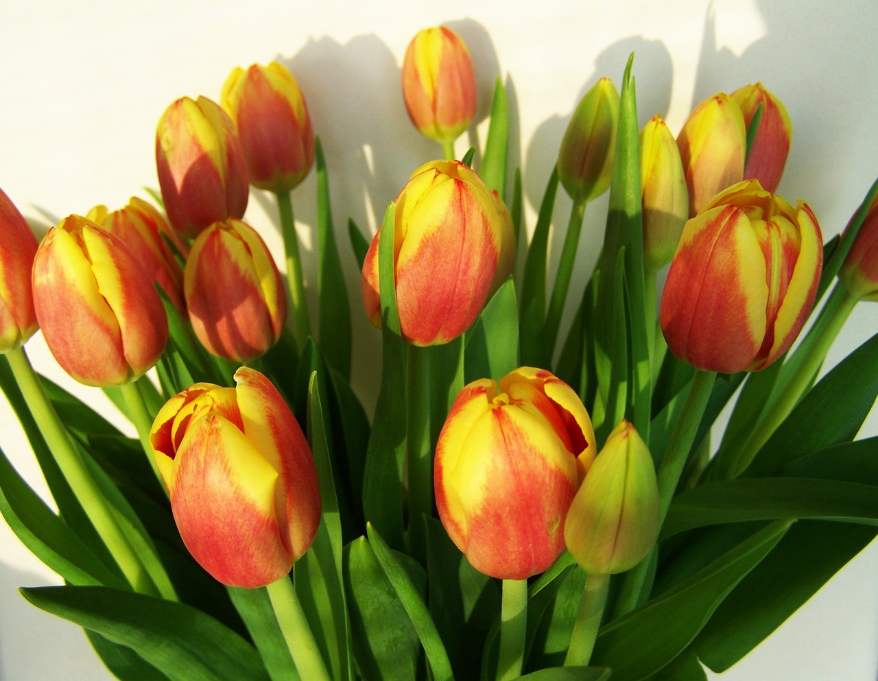 tulip bouquet cut flower spring flower free photo