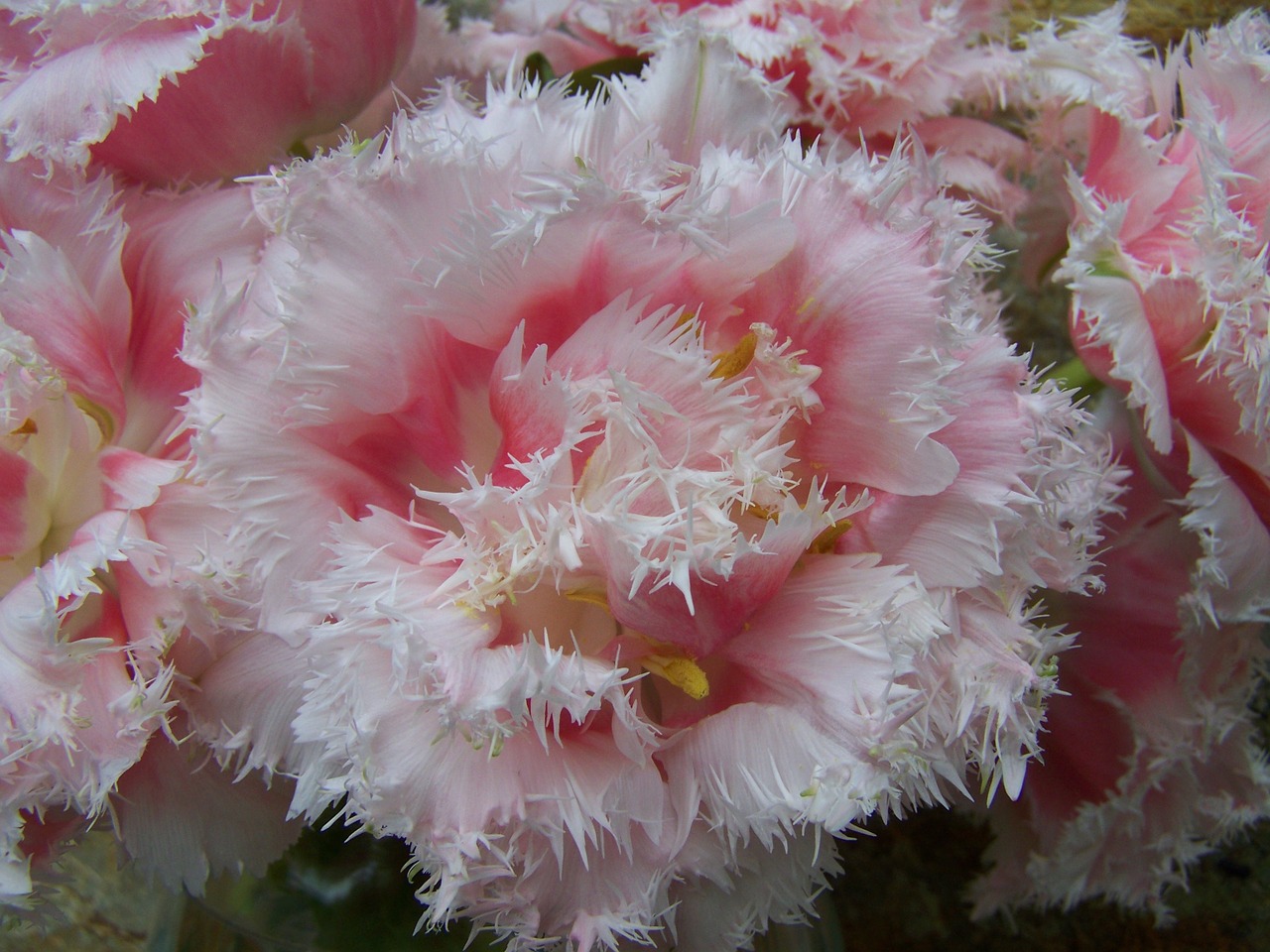 tulip bouquet pale pink cut flower free photo