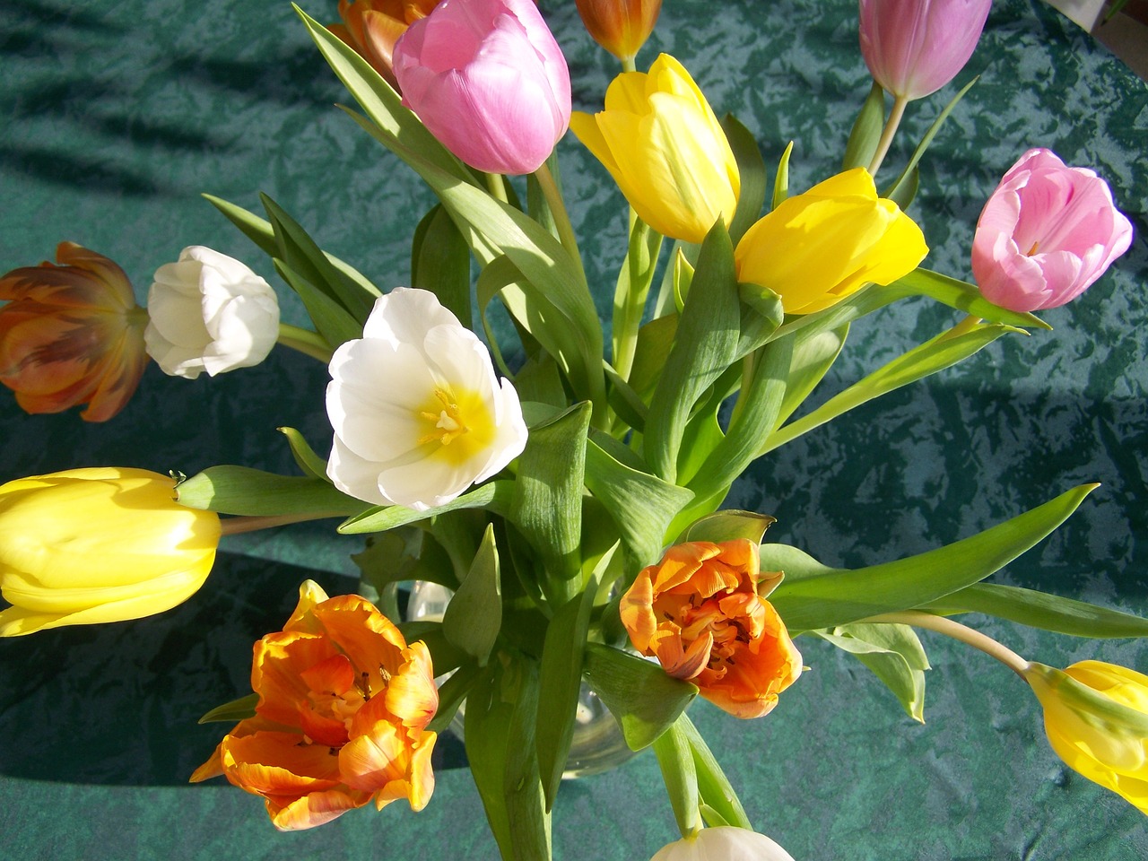 tulip bouquet colorful tulips cut flower free photo