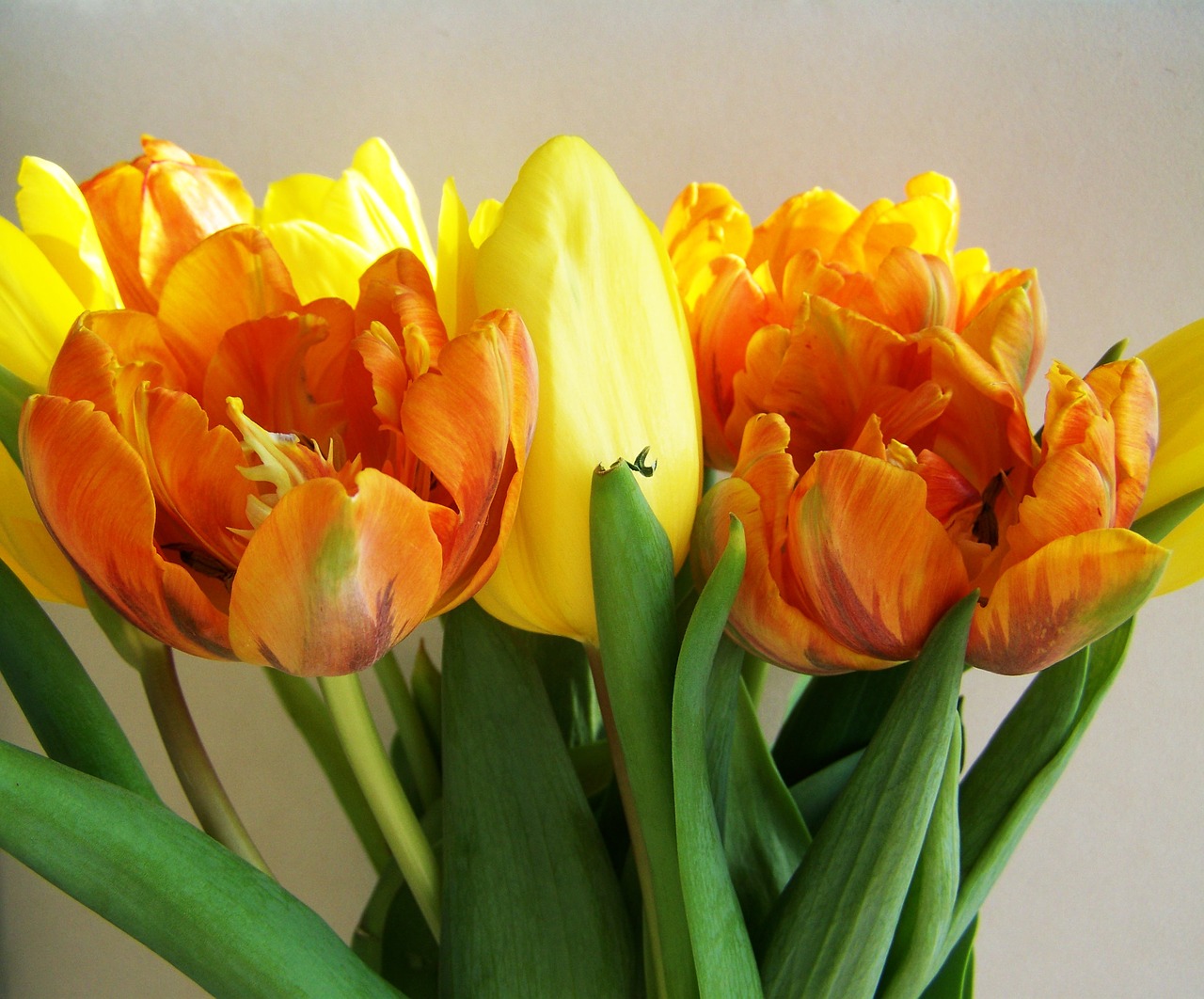 tulip bouquet yellow-orange cut flower free photo