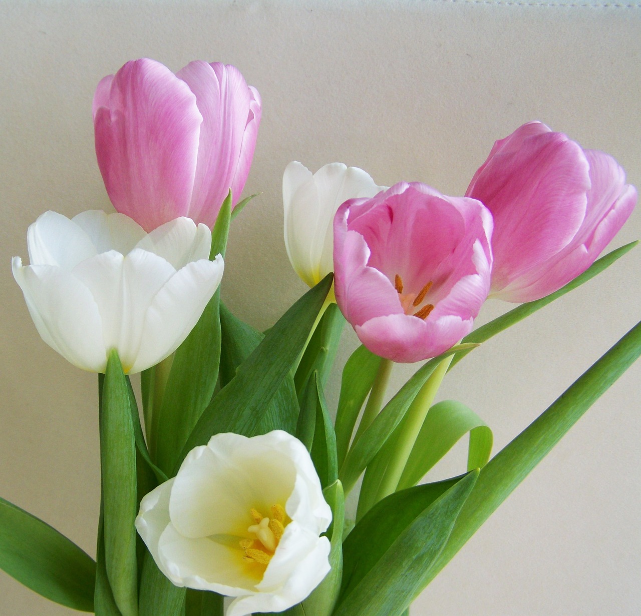 tulip bouquet pinkish-white cut flower free photo