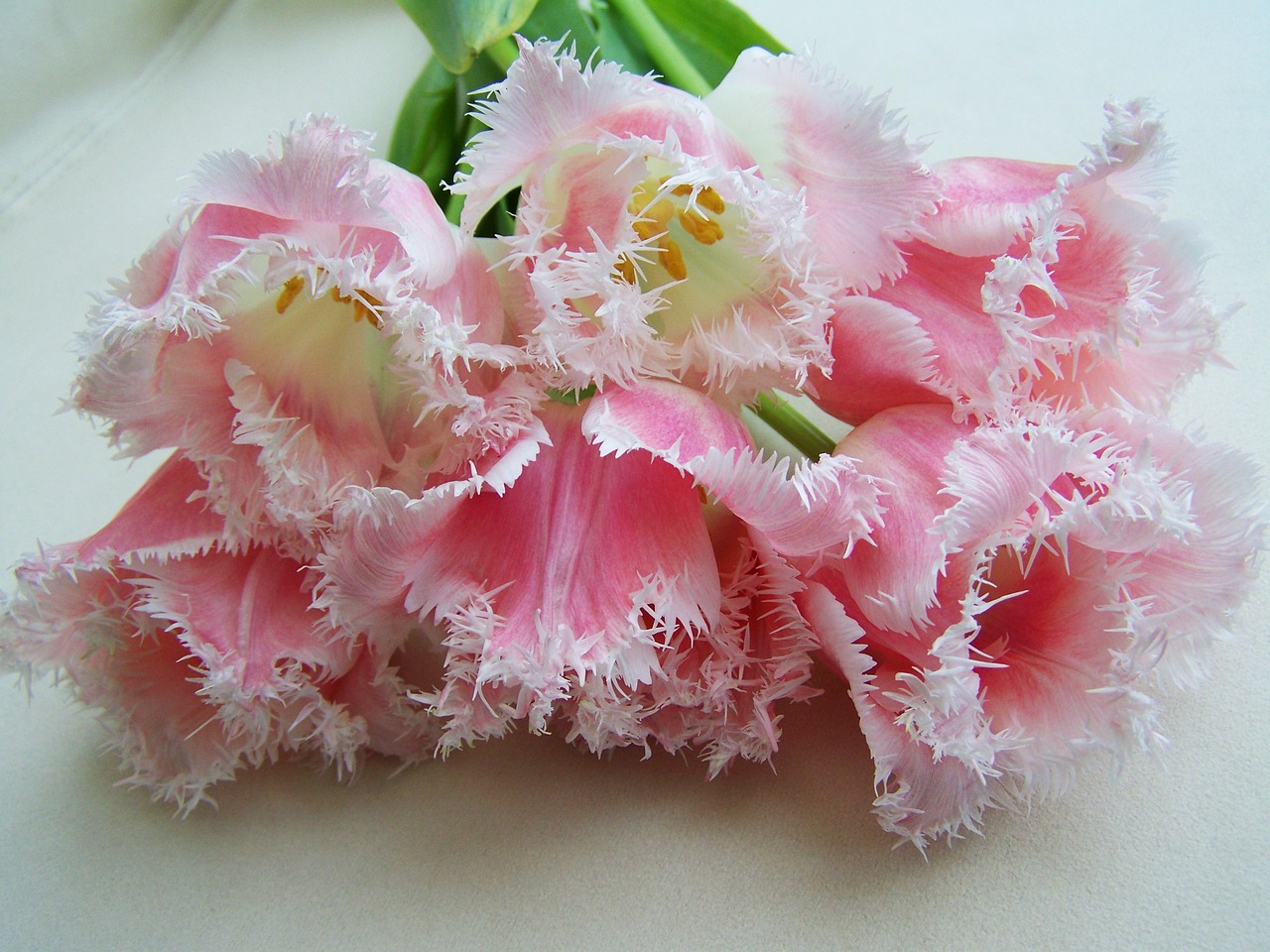 tulip bouquet pale pink cut flower free photo