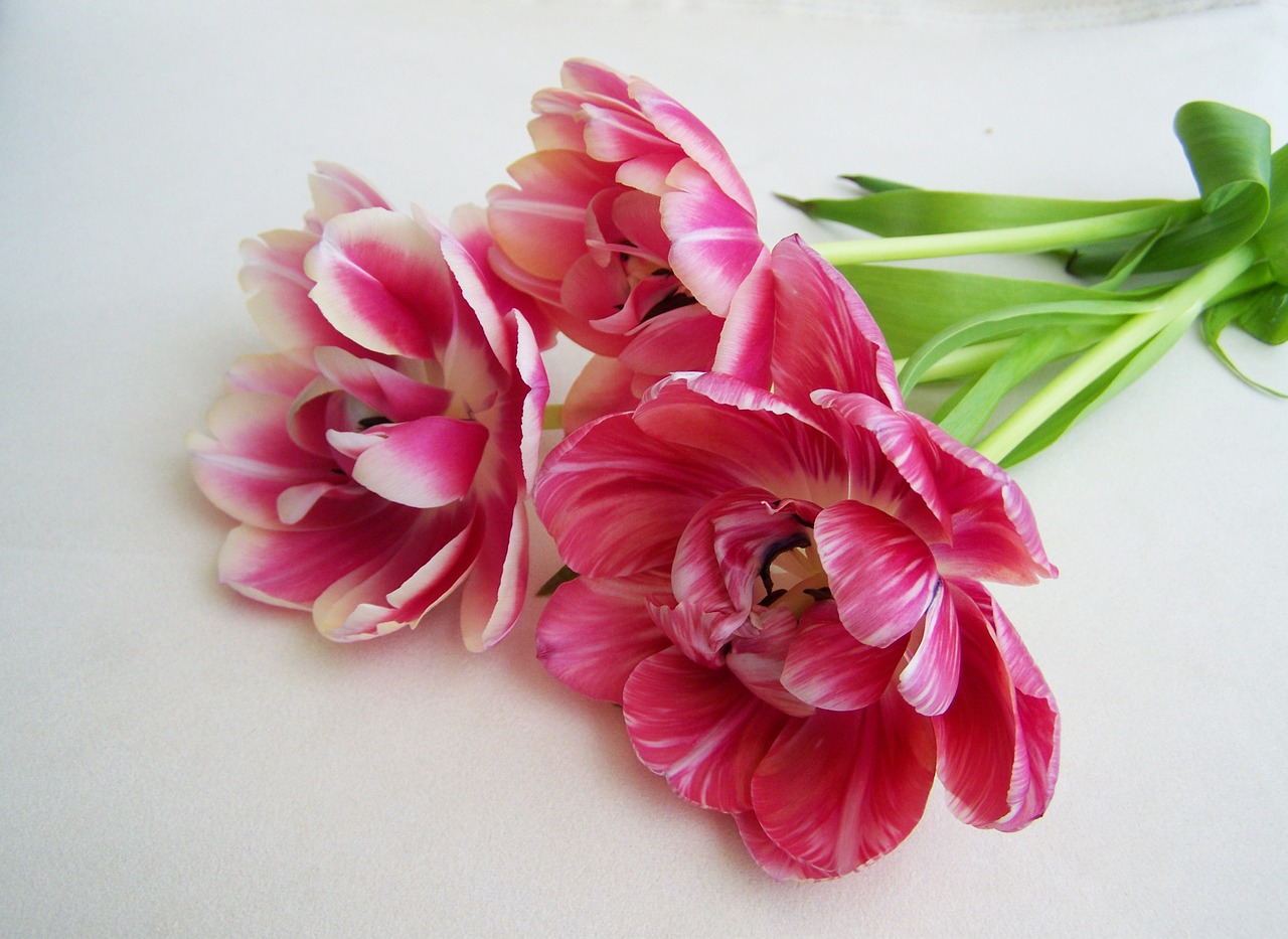 tulip bouquet pink cut flower free photo