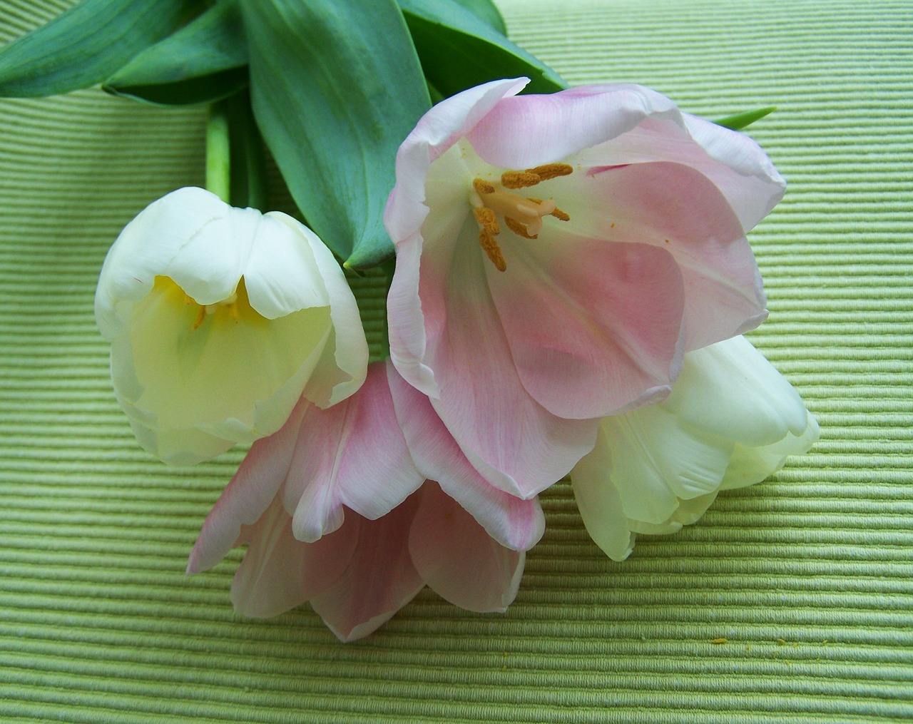 tulip bouquet pinkish-white cut flower free photo