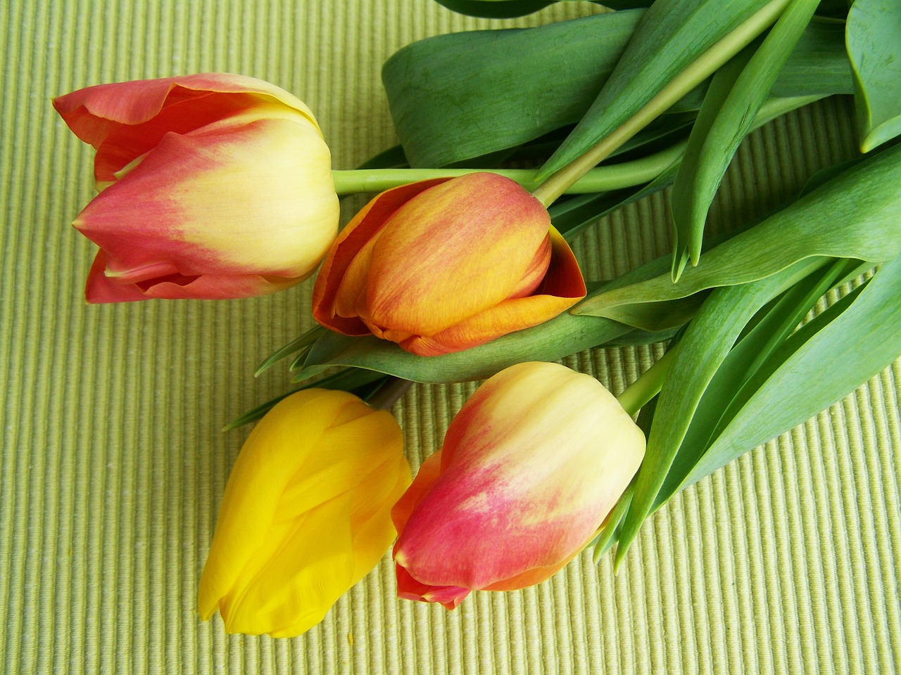 tulip bouquet colorful tulips cut flower free photo