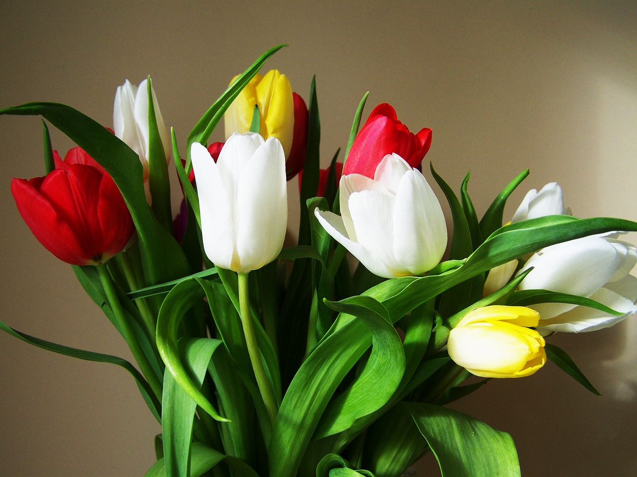 tulip bouquet colorful tulips cut flower free photo