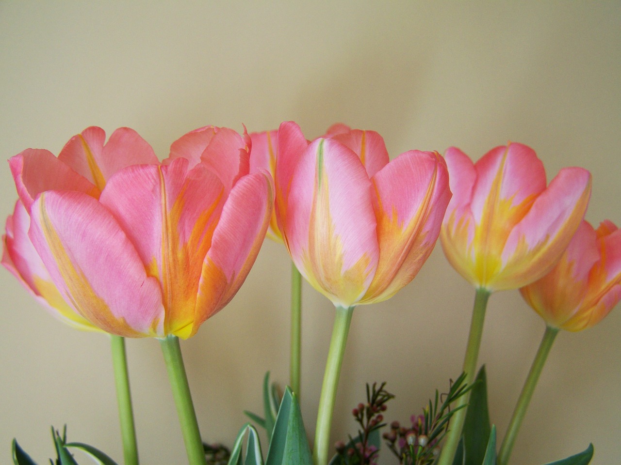 tulip bouquet yellowish-pink cut flower free photo