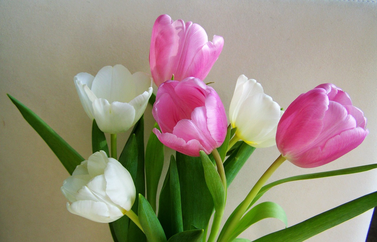 tulip bouquet cut flower pink and white flowers free photo