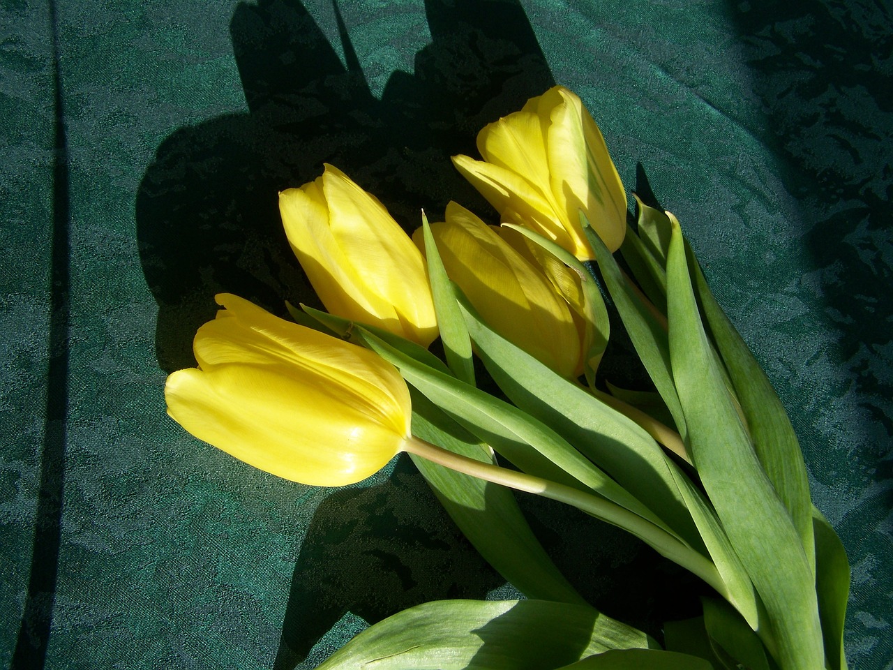 tulip bouquet yellow flowers cut flower free photo