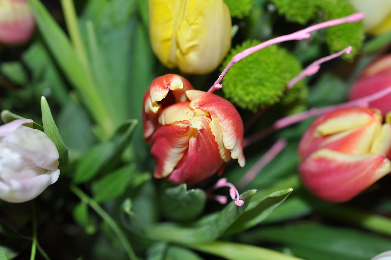 tulip bouquet flower nature free photo