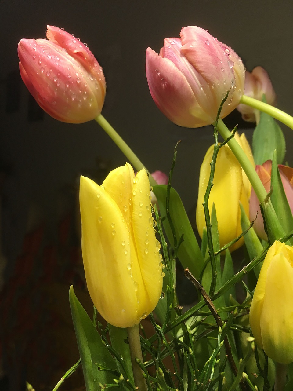 tulip bouquet close spring free photo