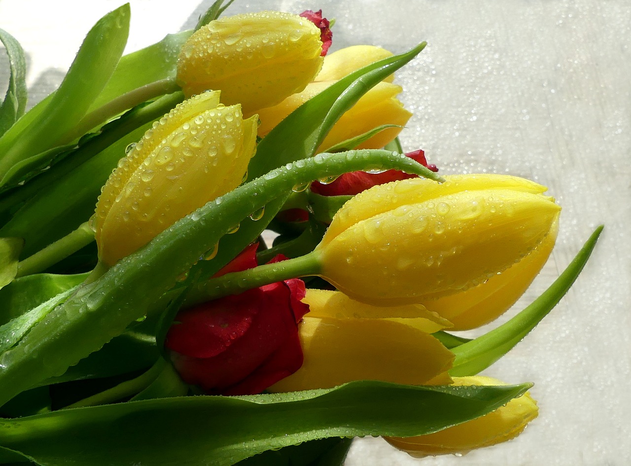 tulip bouquet  drop of water  spring free photo