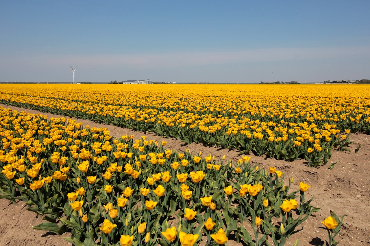 tulip bulbs  bulb fields  yellow free photo