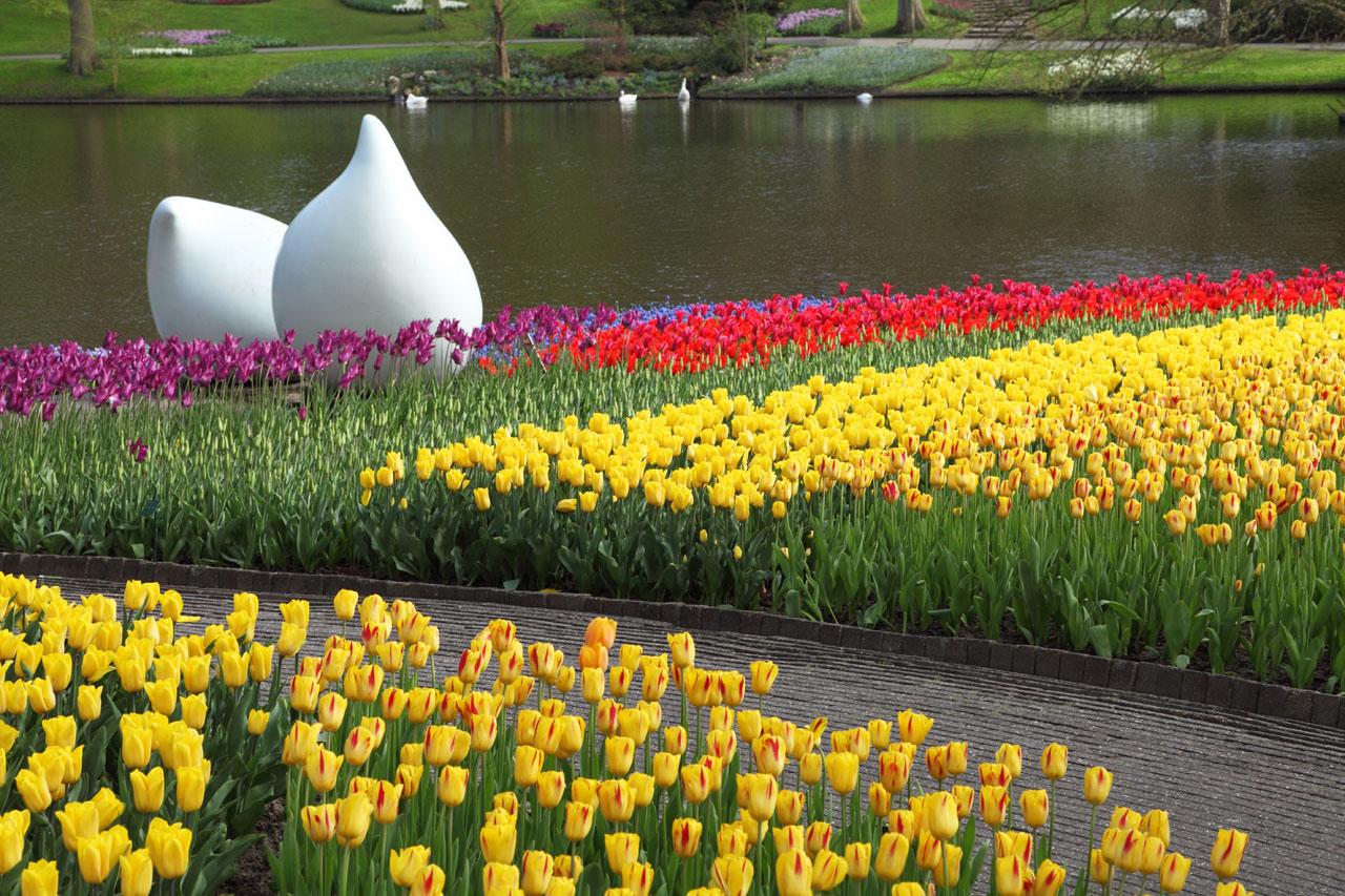 white stone bloom free photo