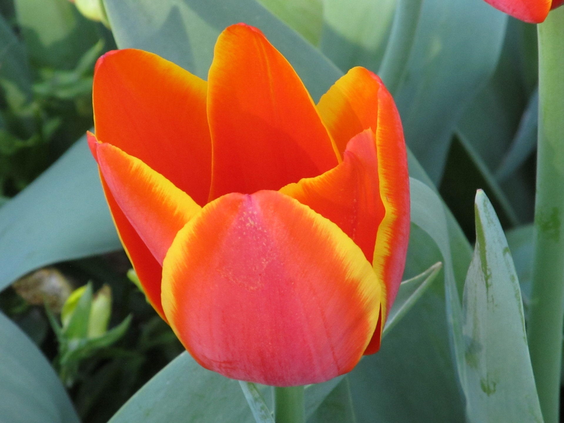 tulip flower close up free photo