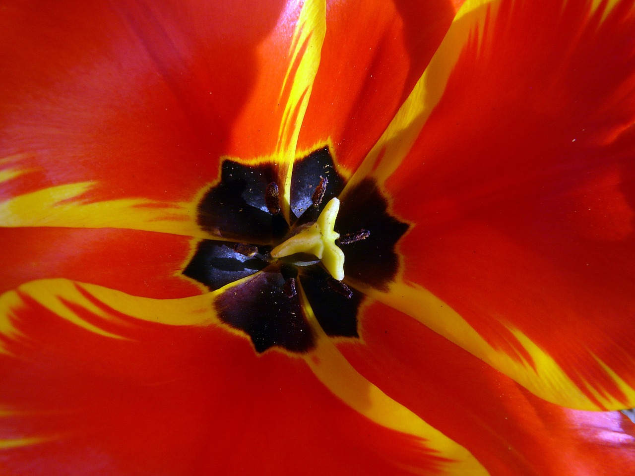 tulip cup tulip blossom free photo