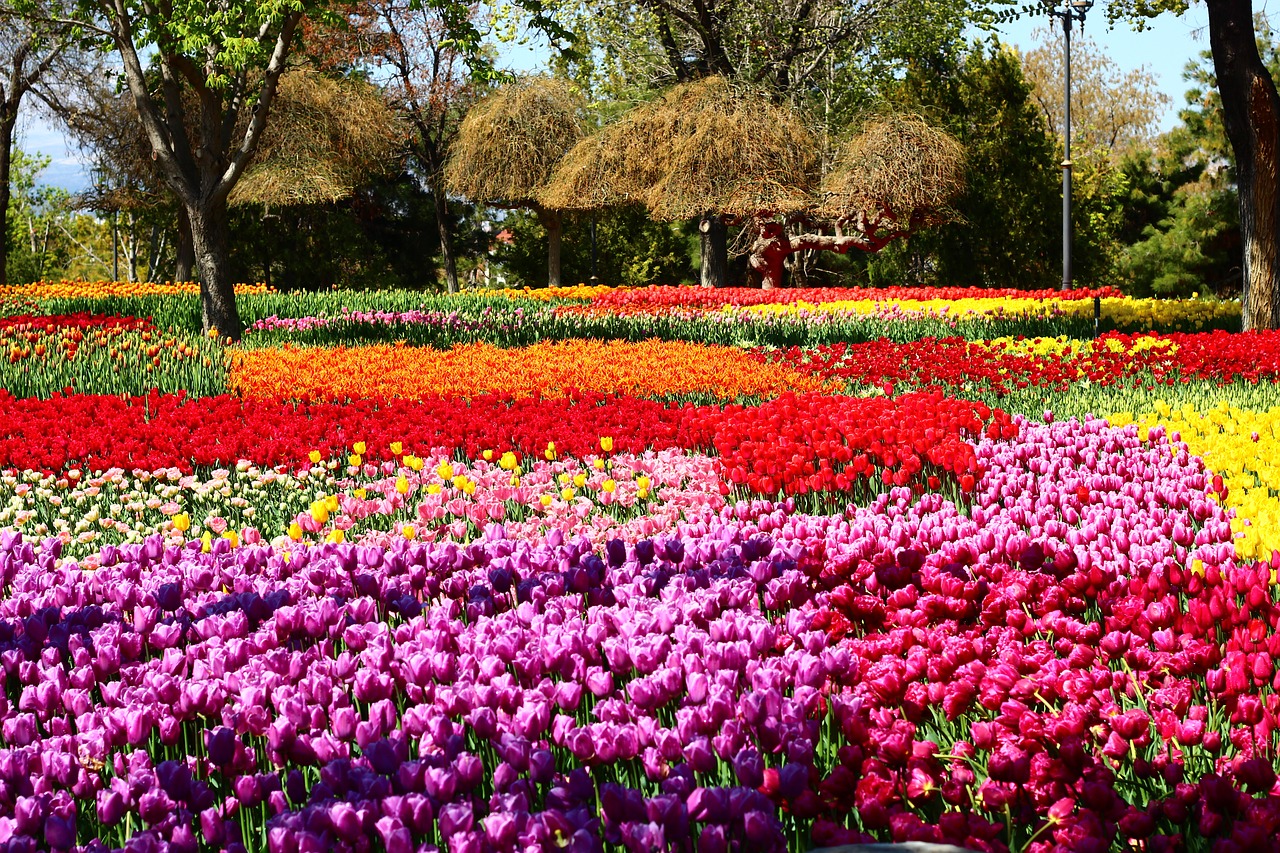 tulip festival passage tulips tulip garden free photo