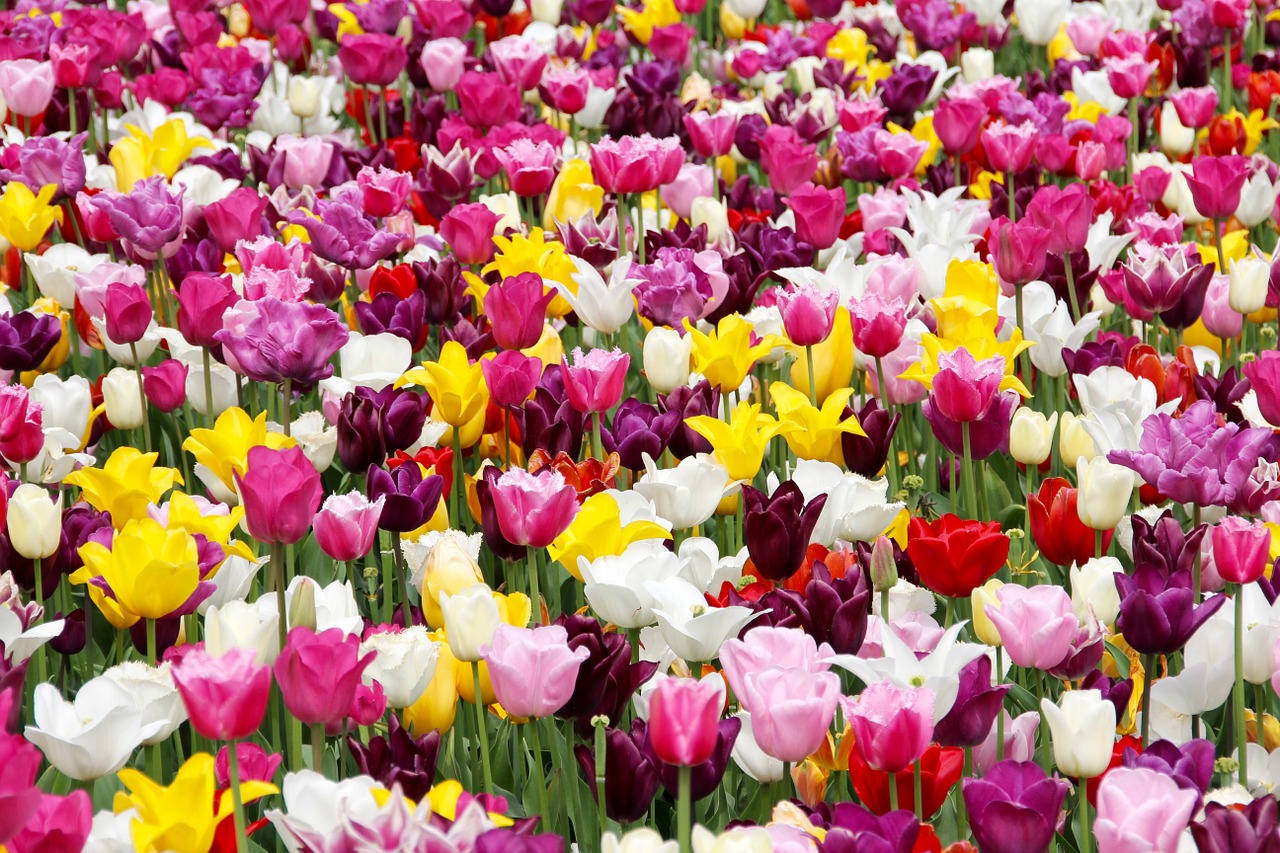 tulip field holland dutch free photo