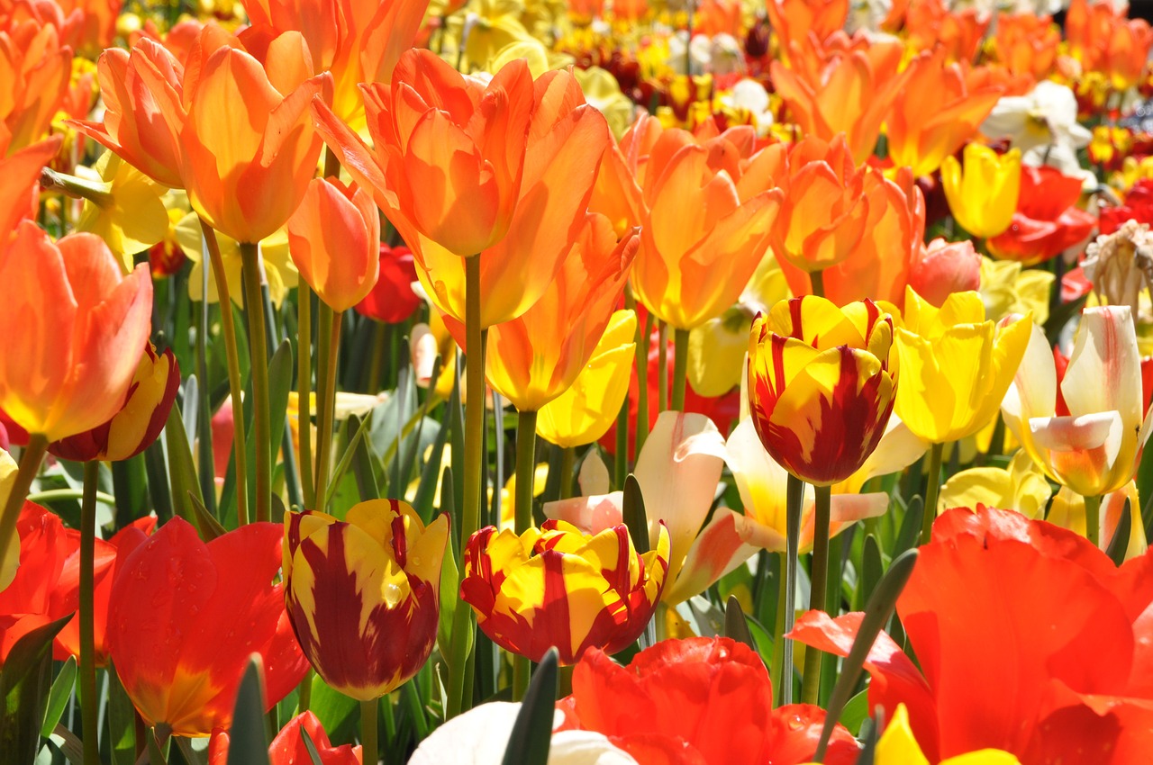 tulip field spring mainau island free photo