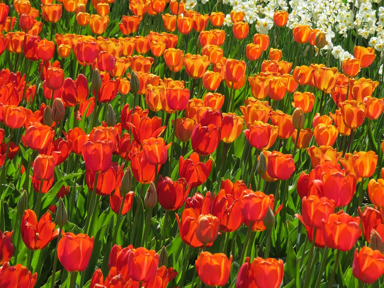 tulip field red orange free photo