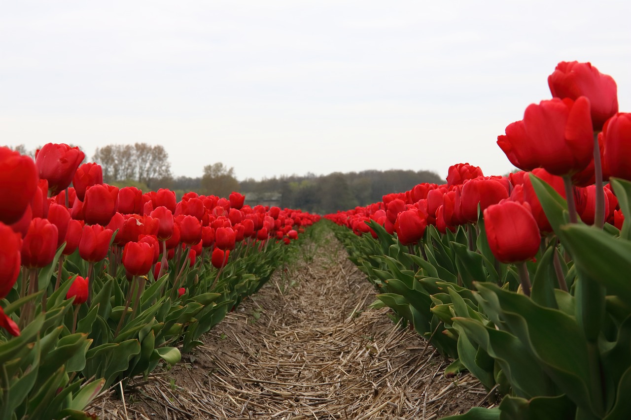tulip field red netherlands free photo