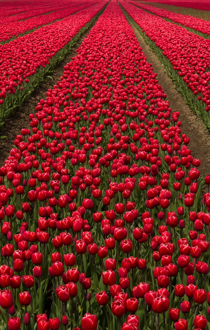 tulip field  flowers  bulbs free photo