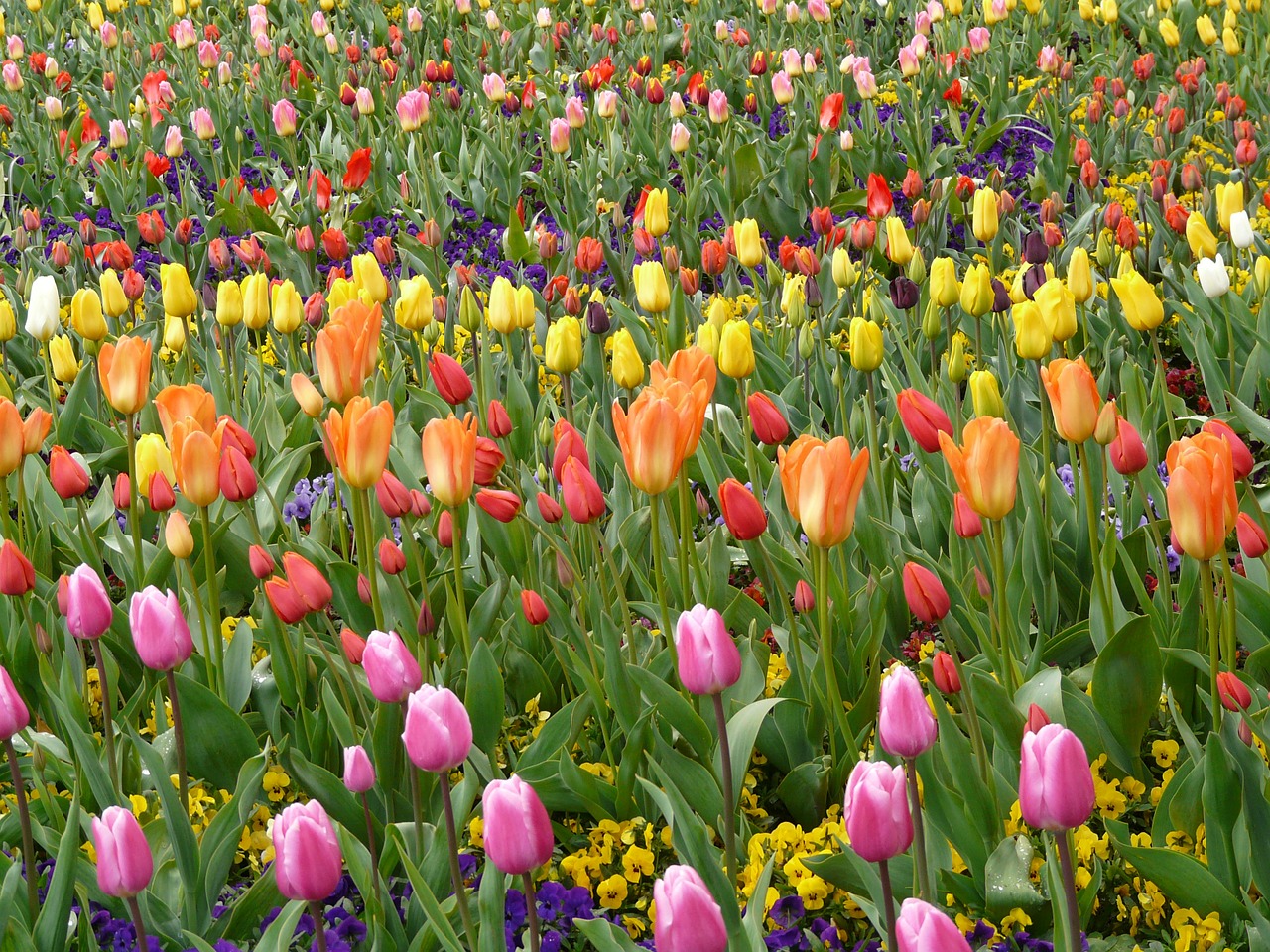 tulip field tulpenbluete colorful free photo