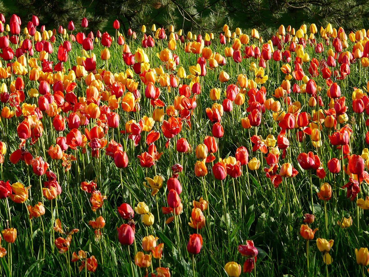 tulip field tulips tulpenbluete free photo