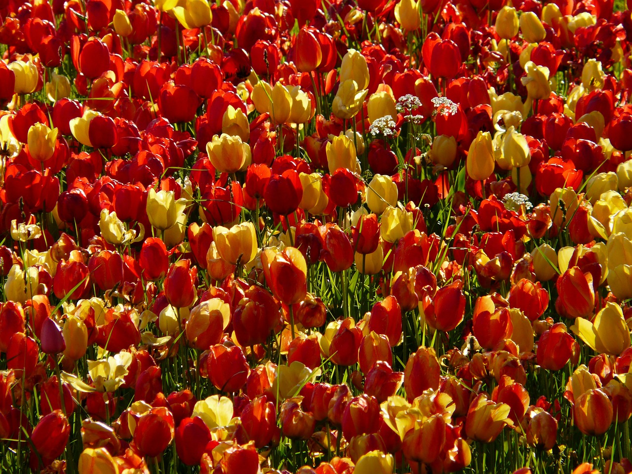 tulip field back light light free photo