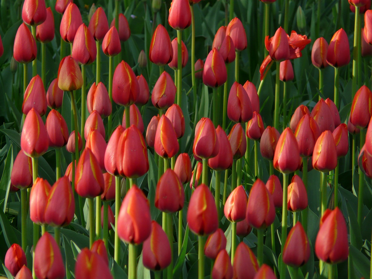 tulip field tulips red free photo