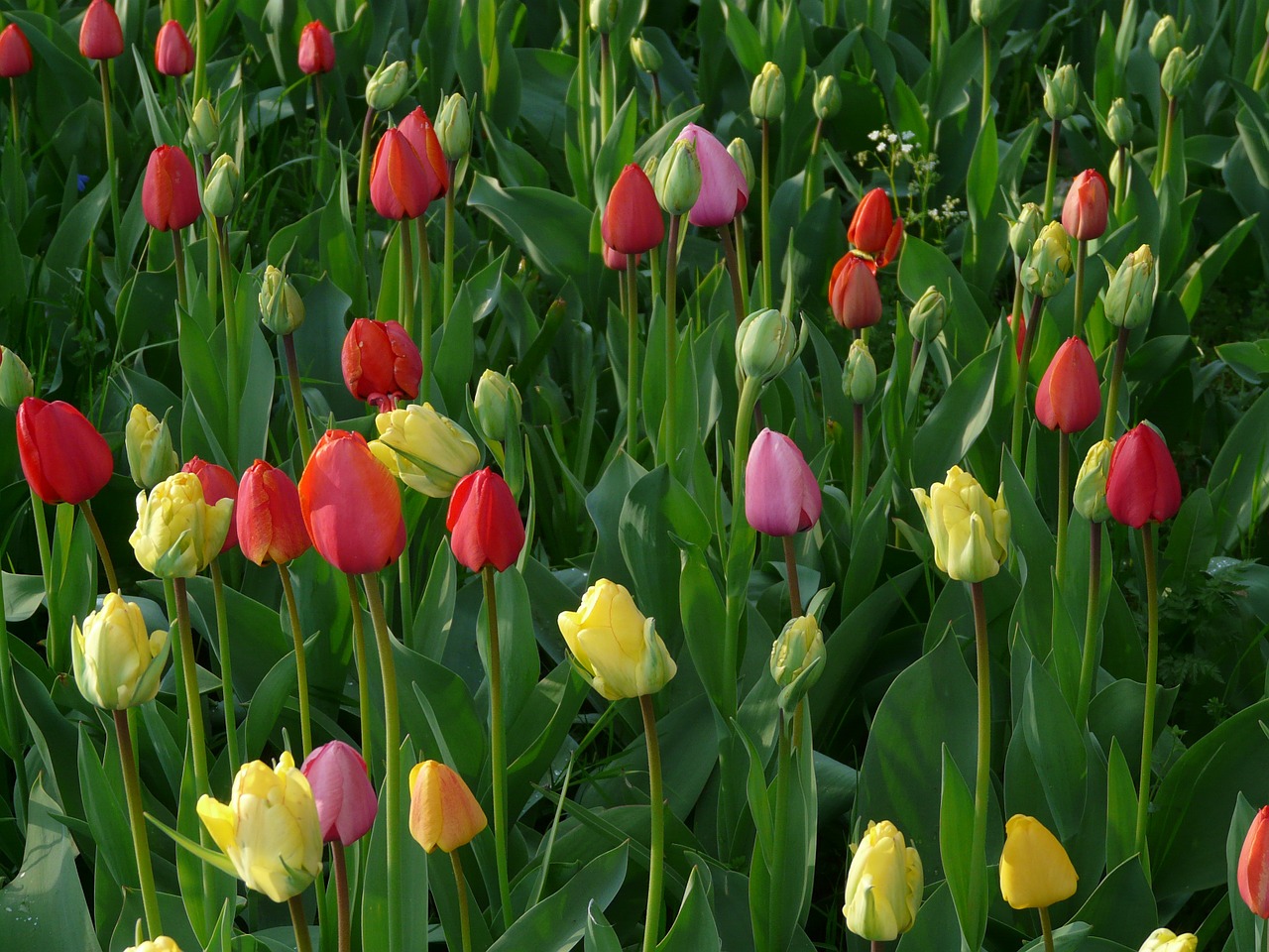 tulip field tulips meadow free photo