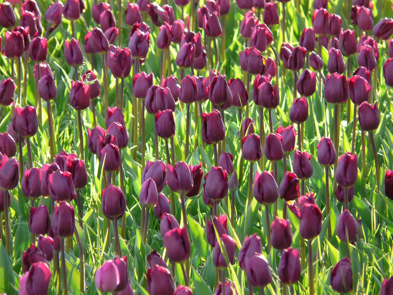 tulip field tulips violet free photo
