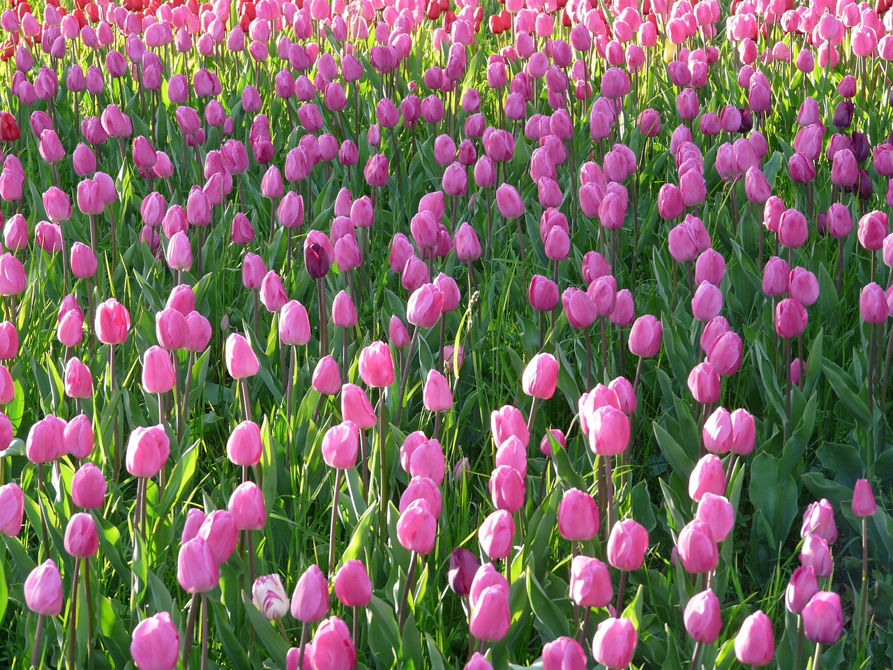 tulip field tulips pink free photo
