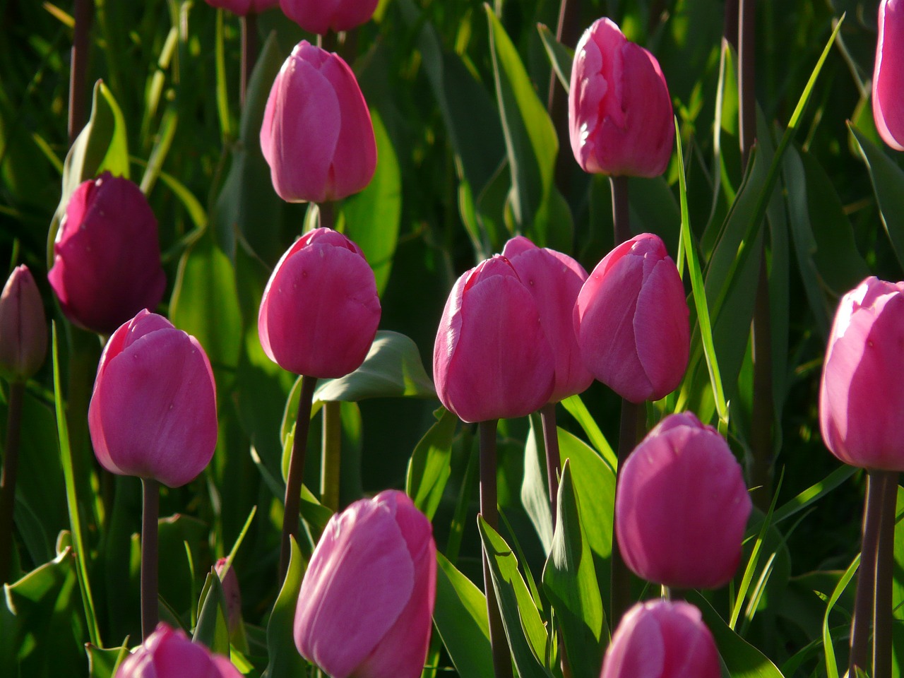 tulip field tulips pink free photo