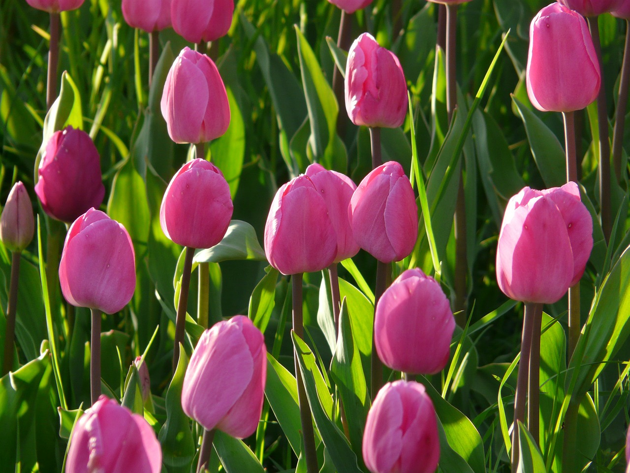 tulip field tulips pink free photo