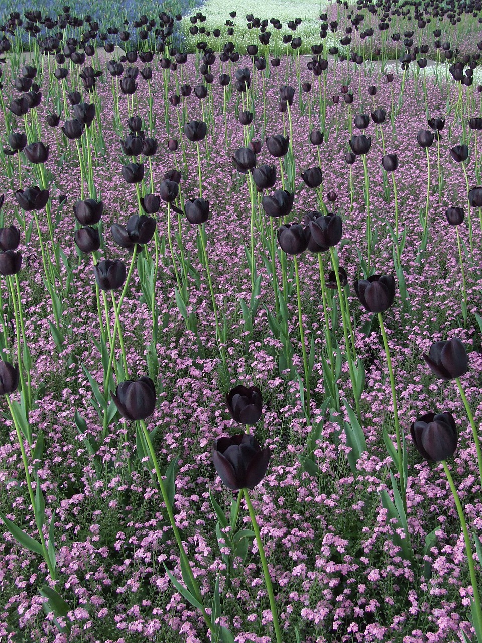 tulip fields tulips black tulips free photo