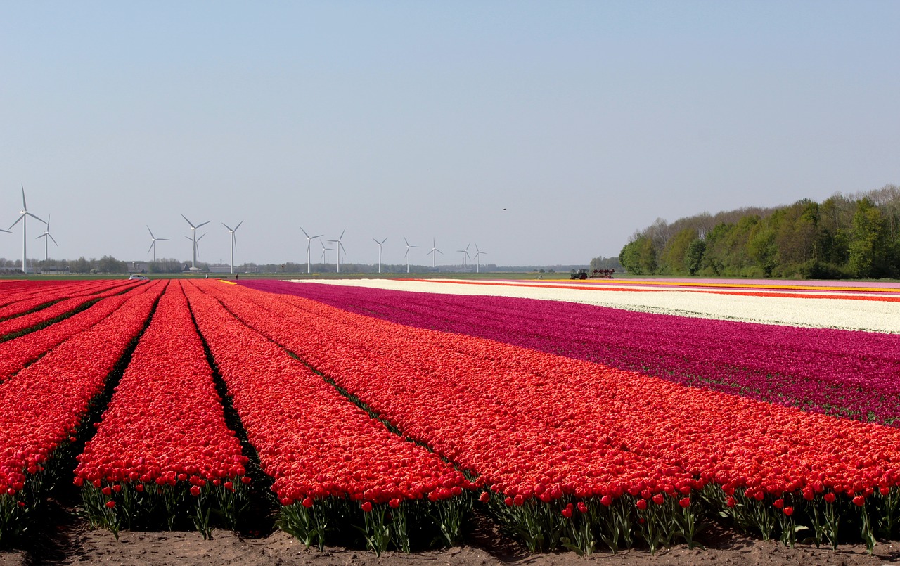 tulip fields  red  flowers free photo