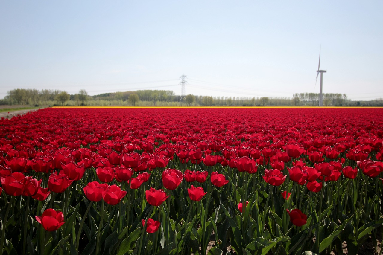 tulip fields  red tulips  spring free photo