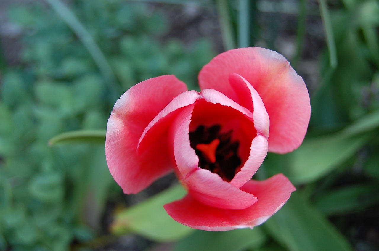 flower tulip pink free photo