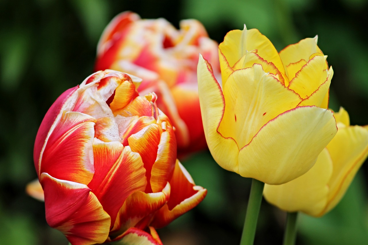 tulip flower tulips flowers free photo