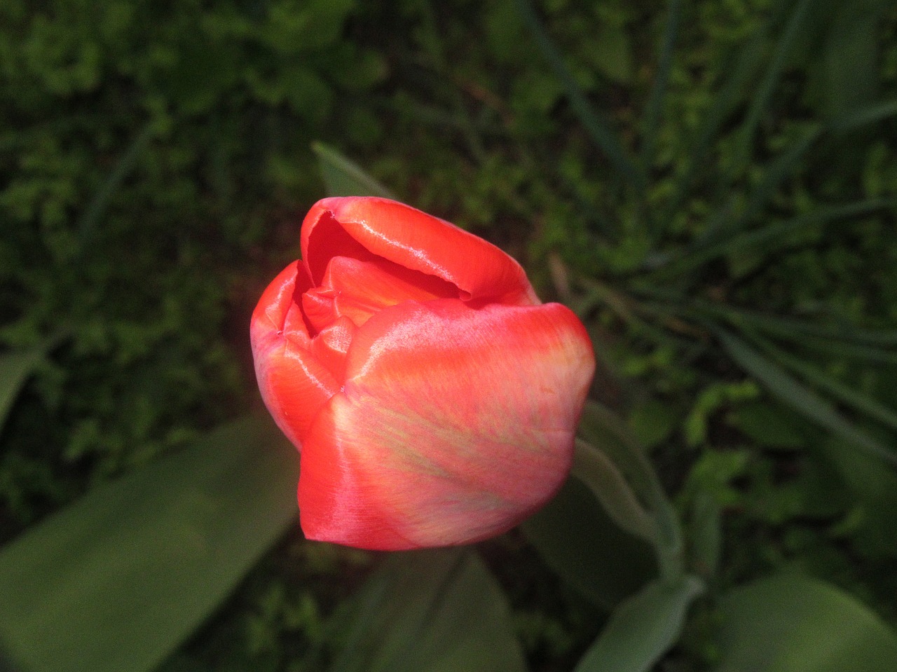 tulip flower  nature free pictures free photo