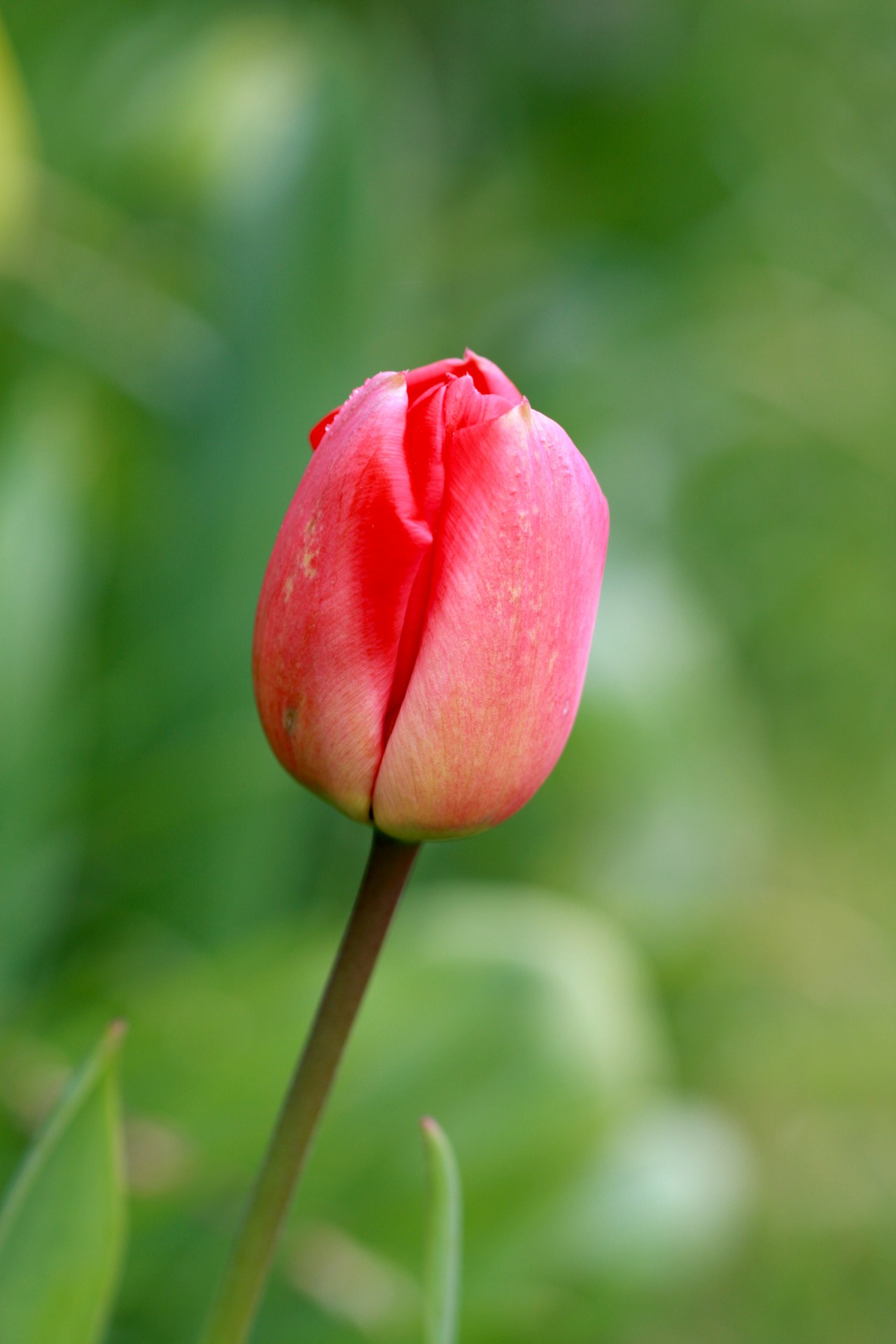 flower tulip red free photo