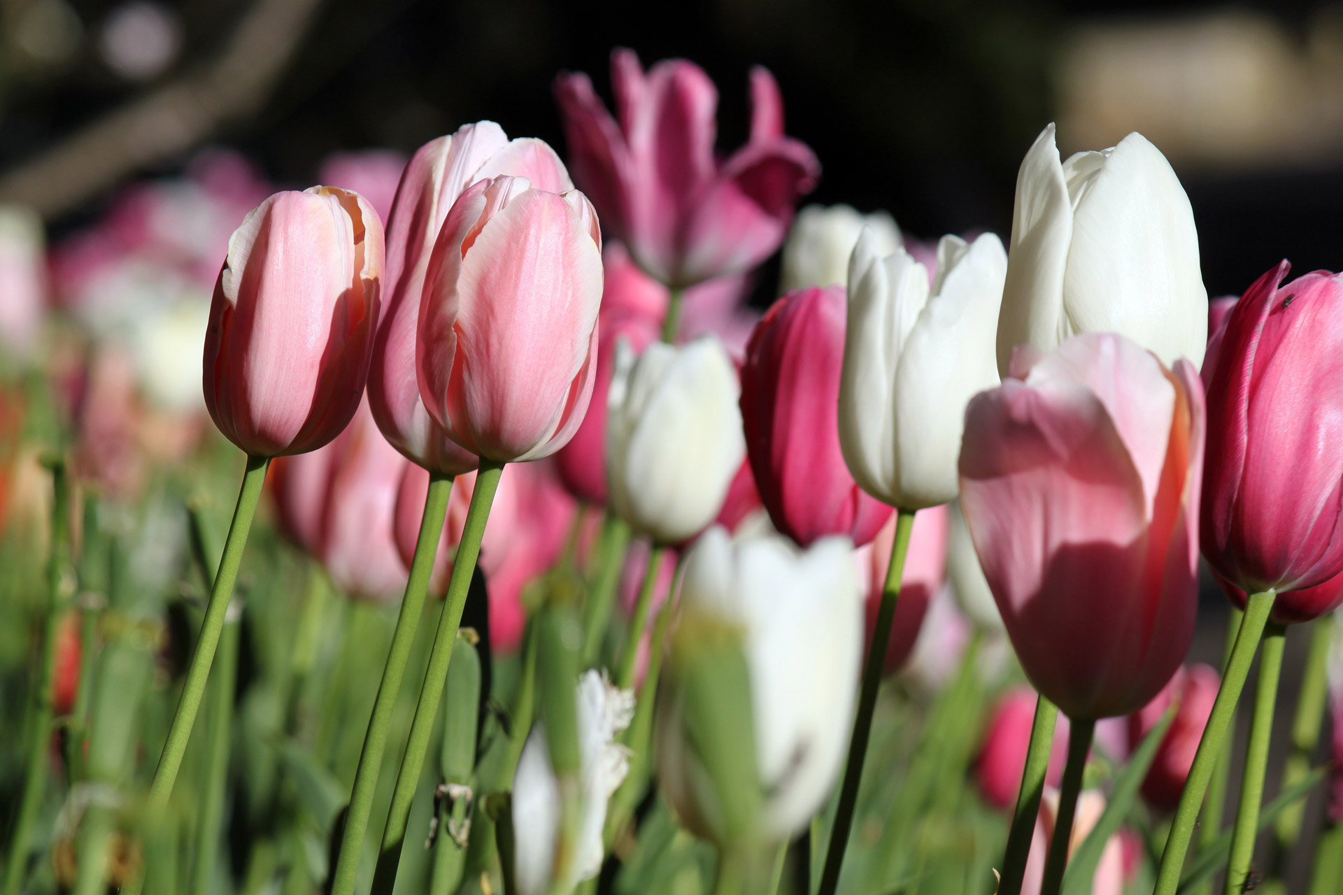 sydney royal botanic free photo