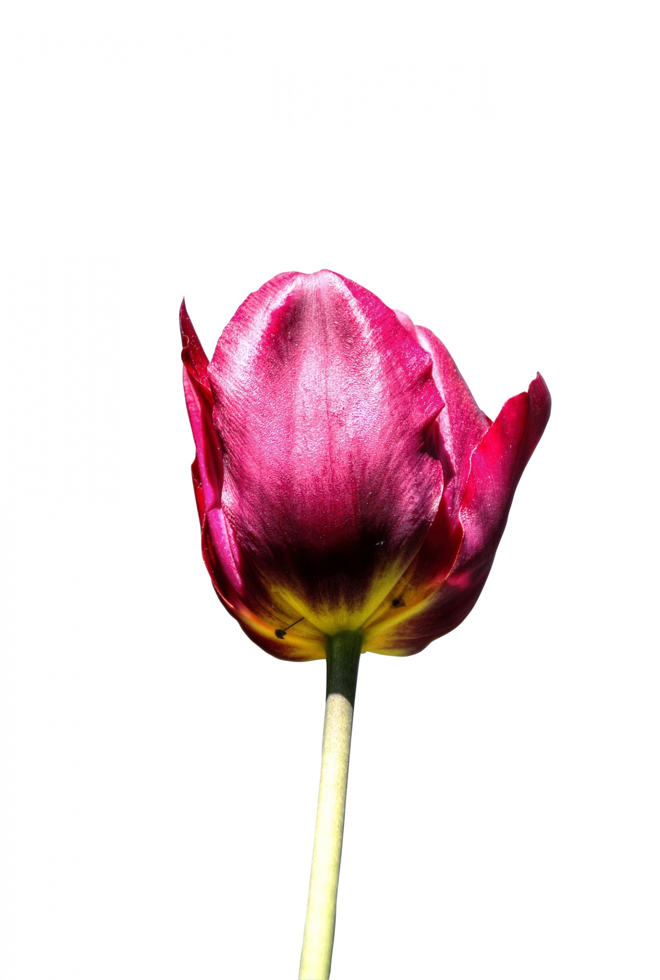 tulip flower pink free photo