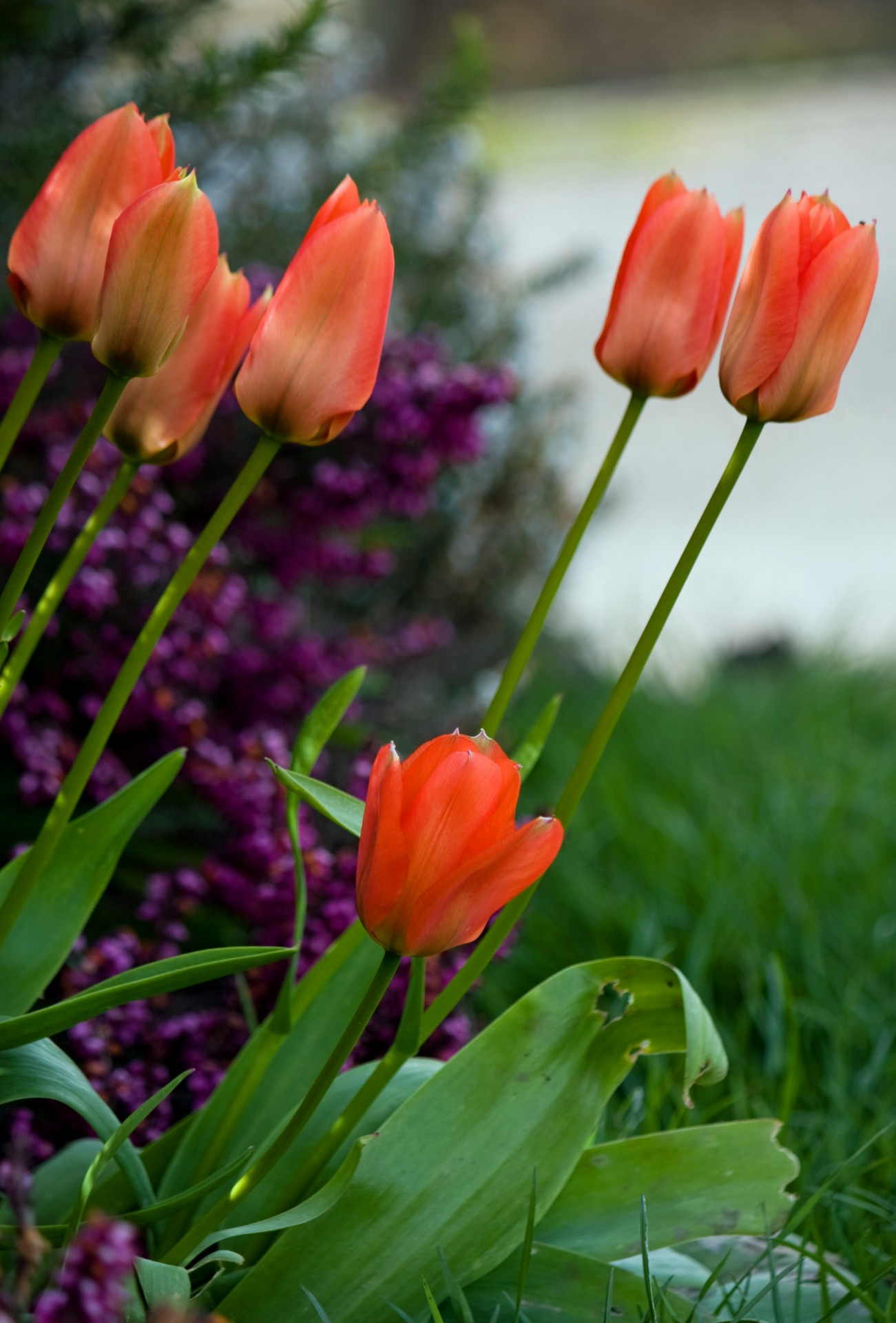 tulip tulips red free photo
