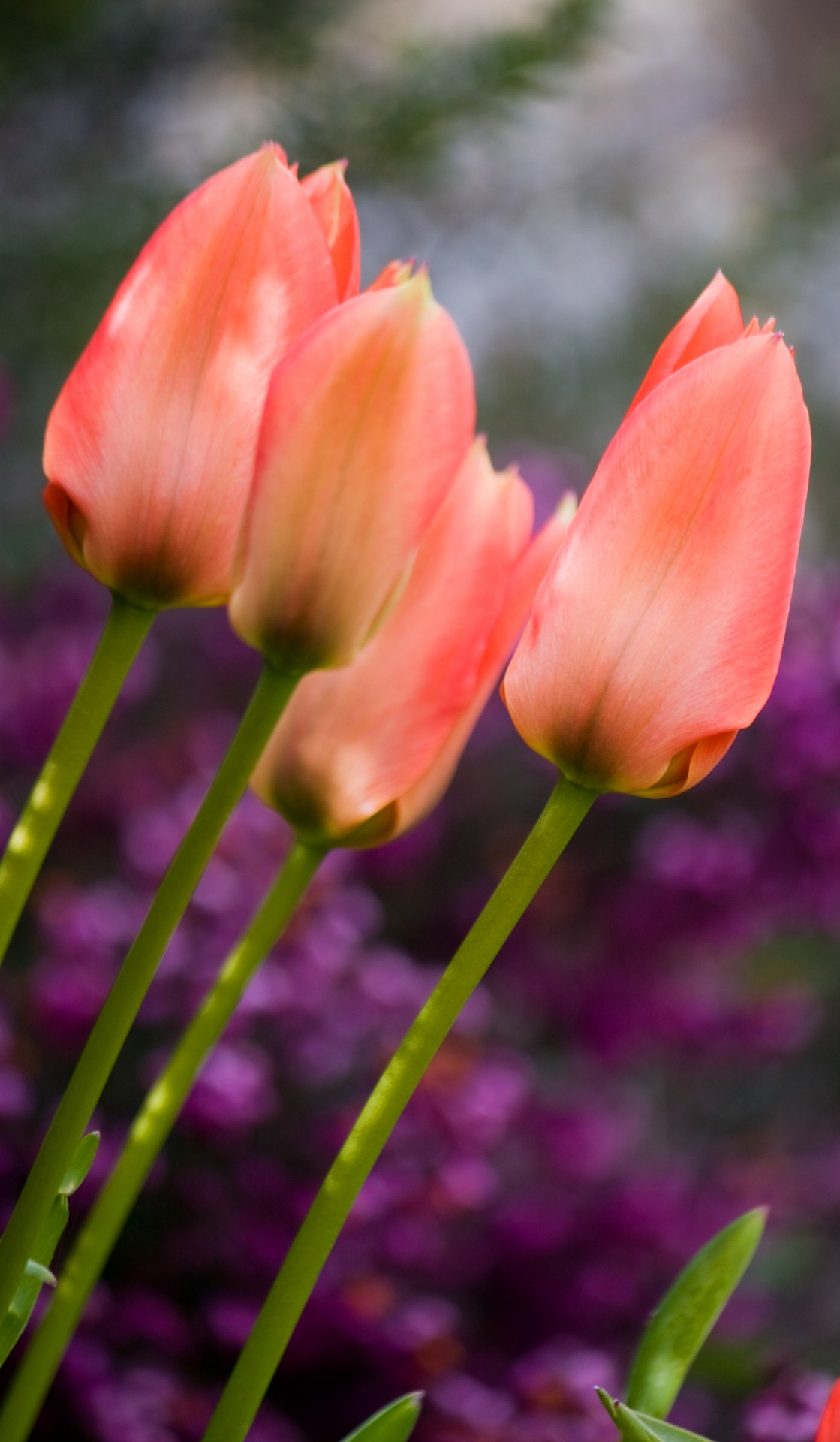 tulip tulips flower free photo