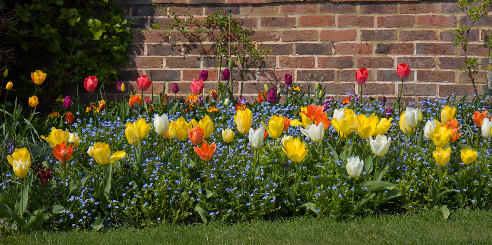 tulip tulips flower free photo