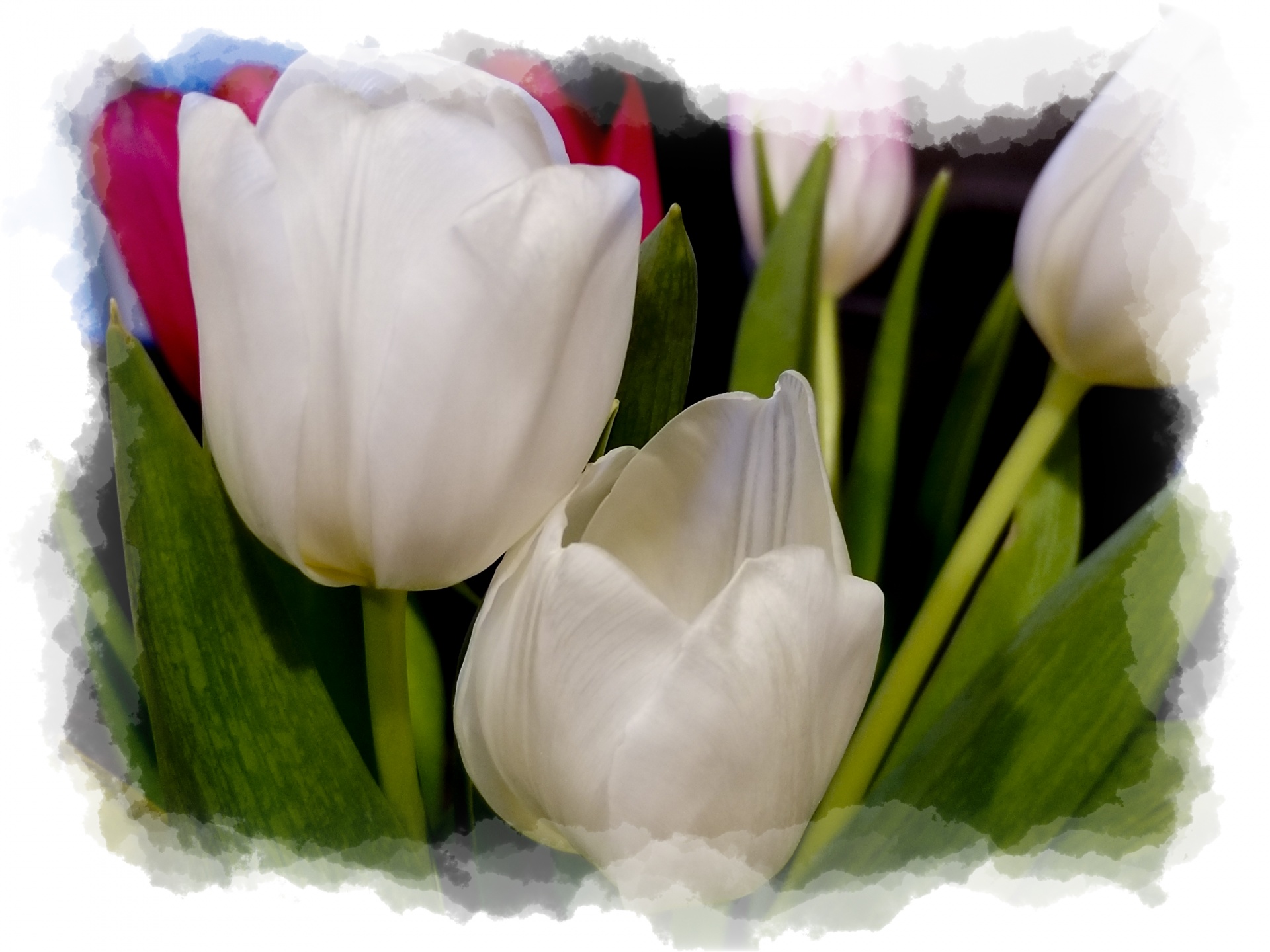 greeting flowers tulips free photo