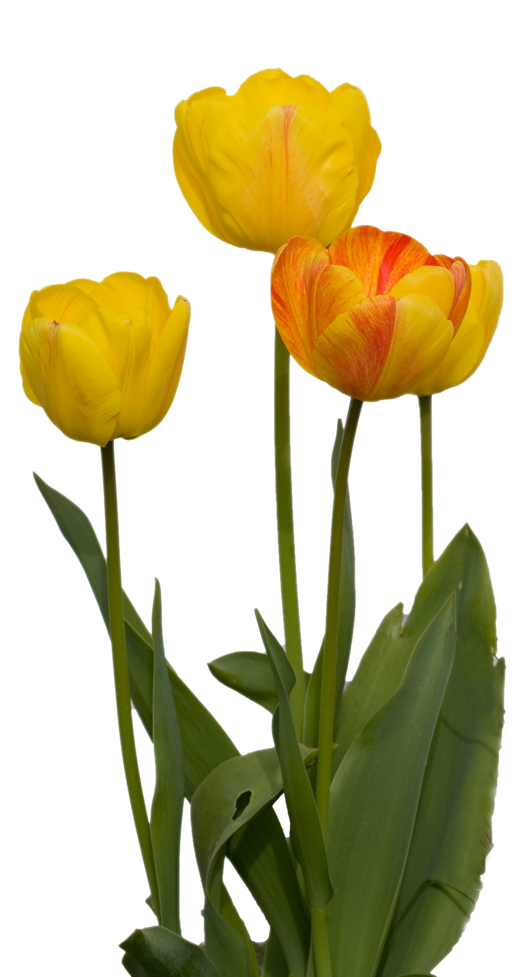 tulip tulips flower free photo