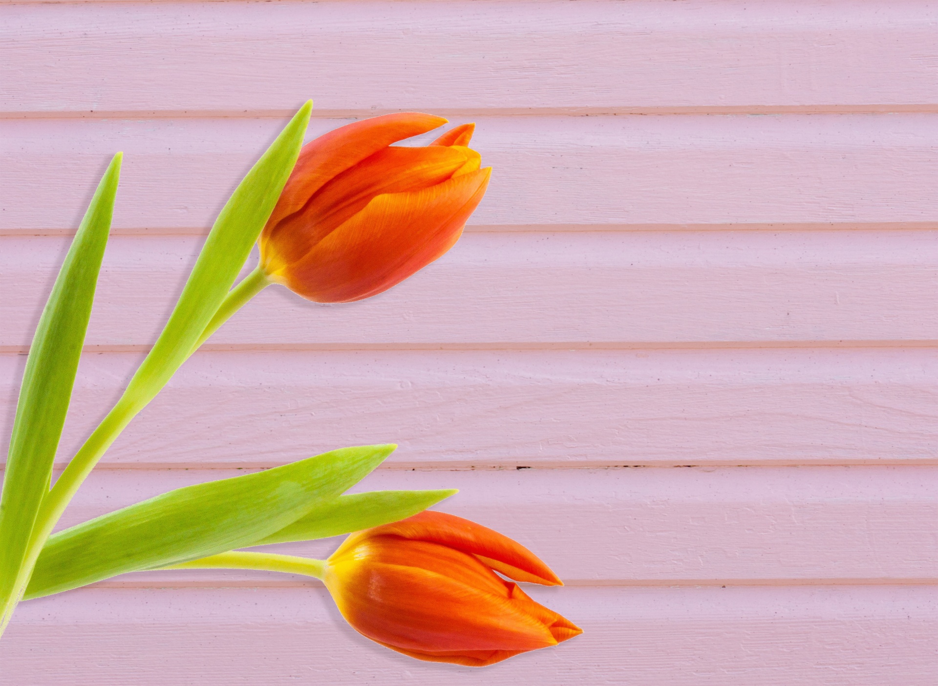 tulip tulips orange free photo